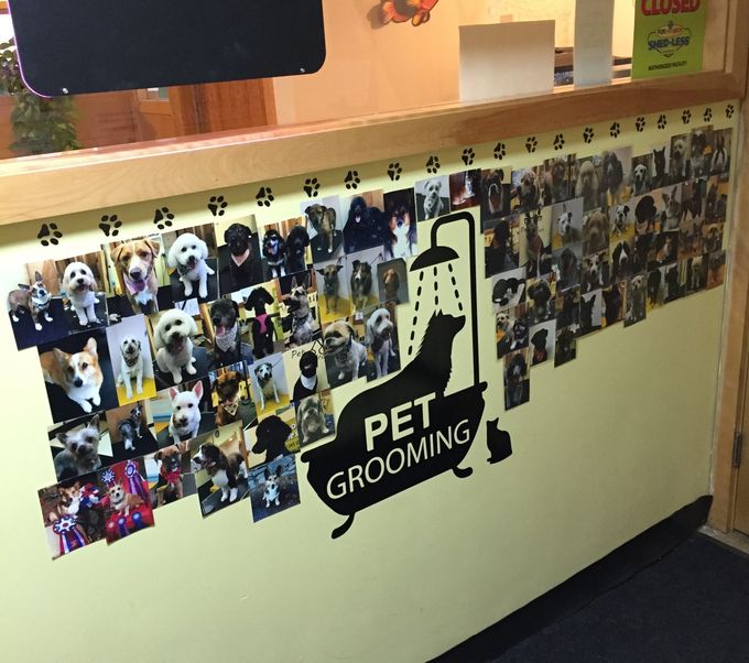 All of the pets that come to our salon for a groom or bath will get their picture taken and it will be hung on the Wall.  So come help us cover our Wall!🌷
