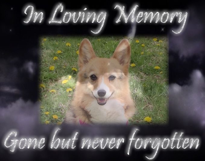 Rheno gone so suddenly our hearts will be forever broken we love and miss you sweet girl!❤️🐾🐾