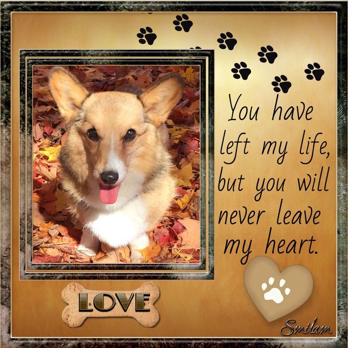Romeo our sweet little boy has crossed over the Rainbow Bridge you are so deeply loved and missed ! Wait for us we will see you again someday! Go and find your sister Rheno ! 🐾🐾❤️❤️