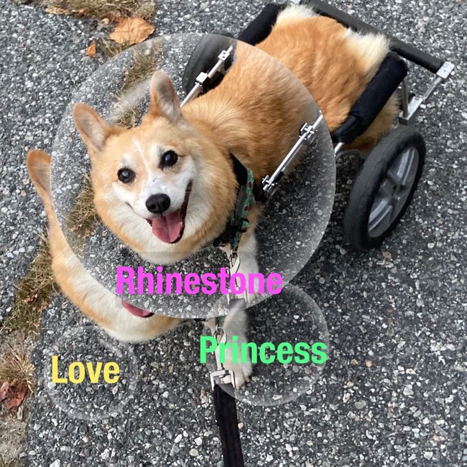 Rhinestone 06-29-06 - 04-19-21 We had to say good-bye to our last Corgi...she fought a long battle with DM (ALS in Humans) We Miss and Love you so much Princess..until we meet again ...forever in our hearts❤️🐾🐾